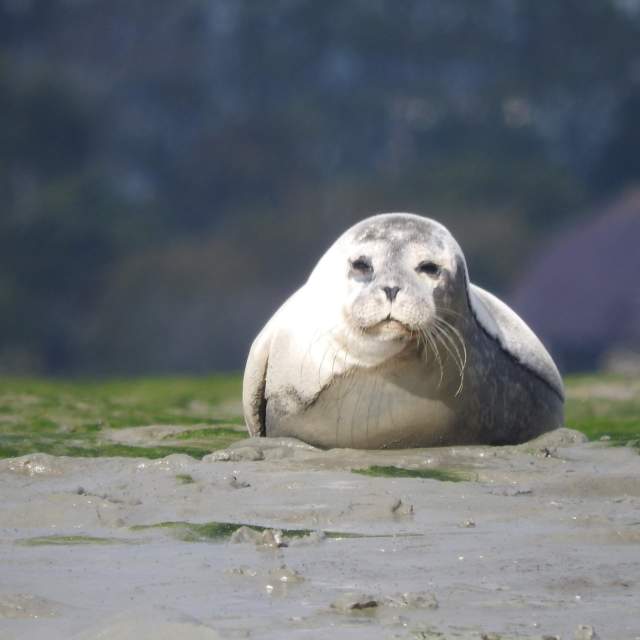 Seal at Chichester Harbour
