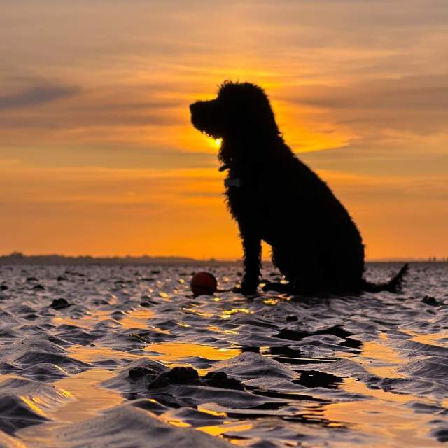 Dog on beach in sunset