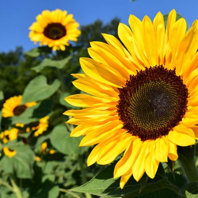 An image of sunflowers in a field with blue sky