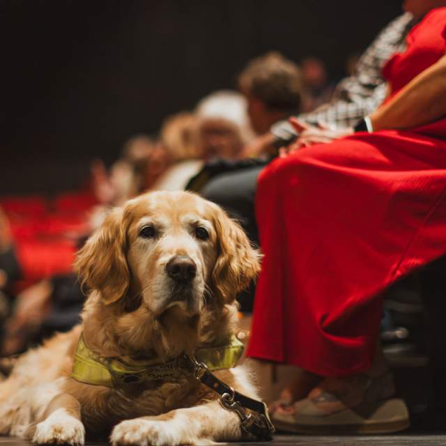 A service dog calmly lying beside a seated audience member inside Hull Truck Theatre, with people gathering before a performance in the accessible theatre space.