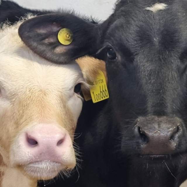 East Hull Community Farm Shortlisted for BBC Award