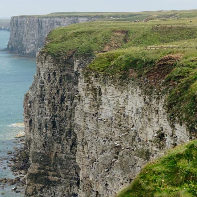 Bempton Cliffs