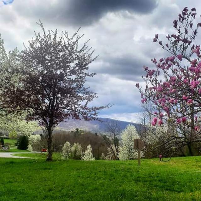 Spring blossoms Entering 7 Points