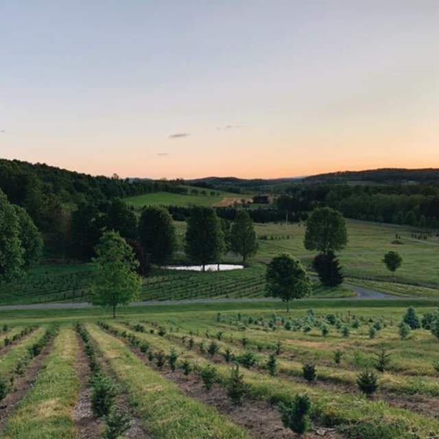 Tuckaway-Tree-Farm-field