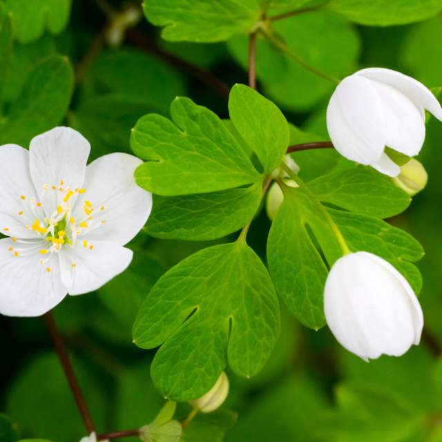 Where to view spring wildflowers in Huntsville