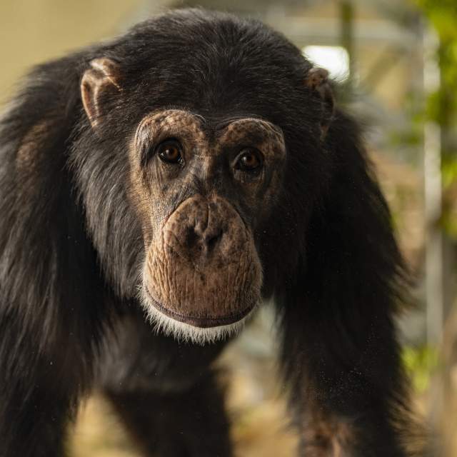 Chimpanzee at Zoo