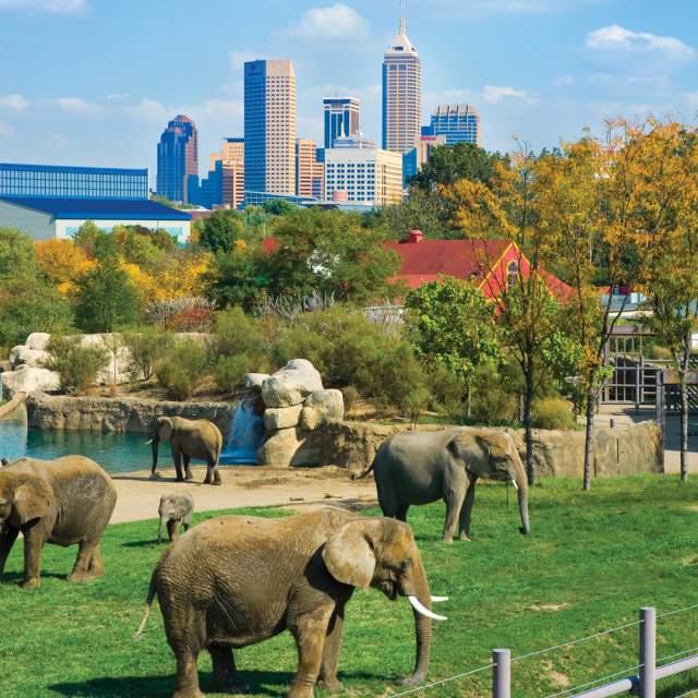Save at top attractions like the Indianapolis Zoo with Indy Daily Deals