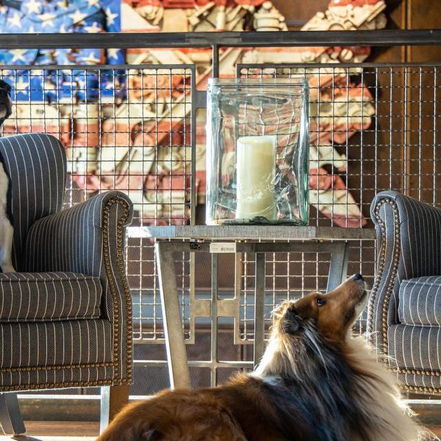 The Ironworks Hotel on Indy's northside rolls out the red carpet for pets