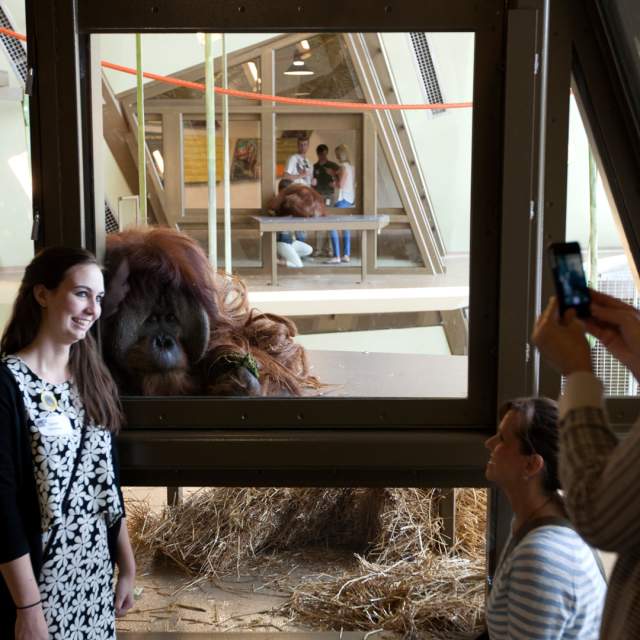 Get eye-to-eye with orangutans at the Indianapolis Zoo
