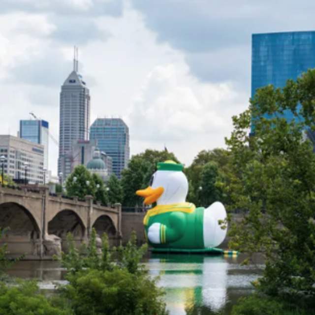 Oregon Duck