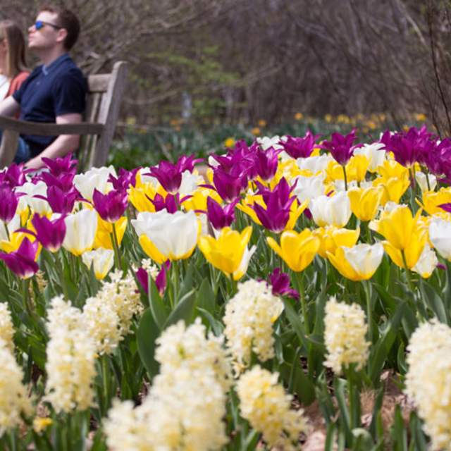 SpringBlooms