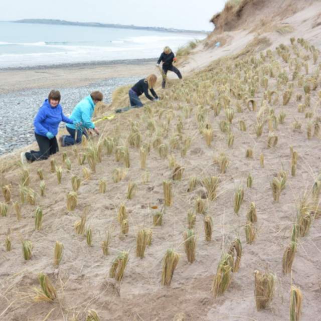 Maharees Marram Grass Planting