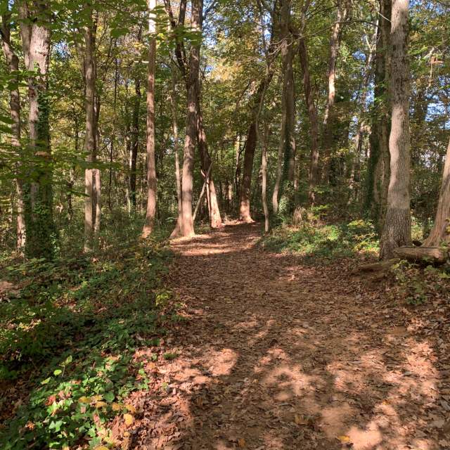 Trees and natural landscape at the Ijams Hiking Trail