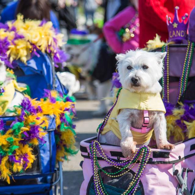 Mardi Growl Pet Parade