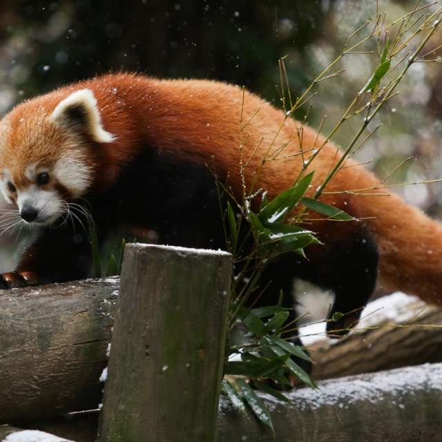 Zoo Knoxville