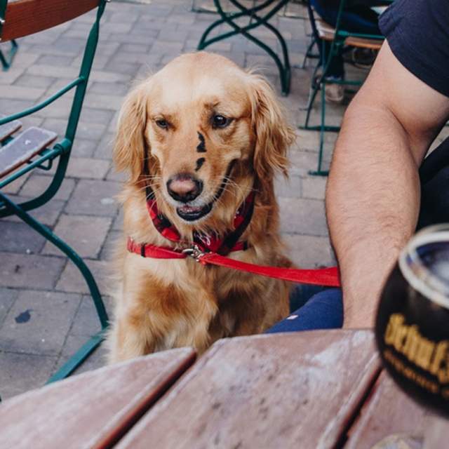 Golden Retriever sitting on a patio
