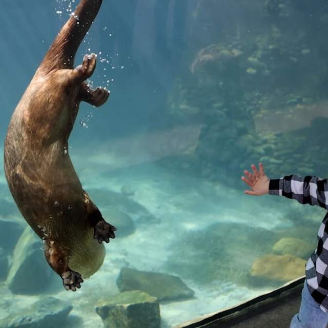 Zoo Knoxville Hosts Deaf Awareness Day with Asl Interpreted Keeper Chats