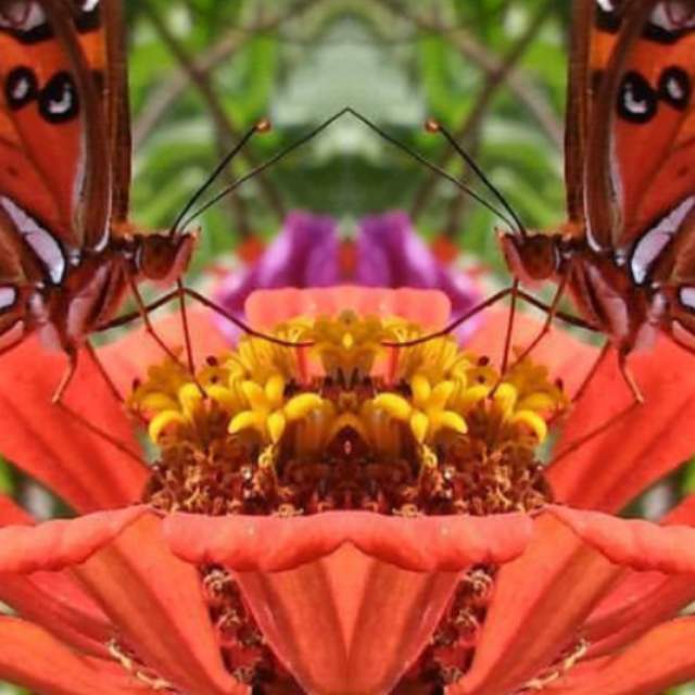 Butterfly on Flower