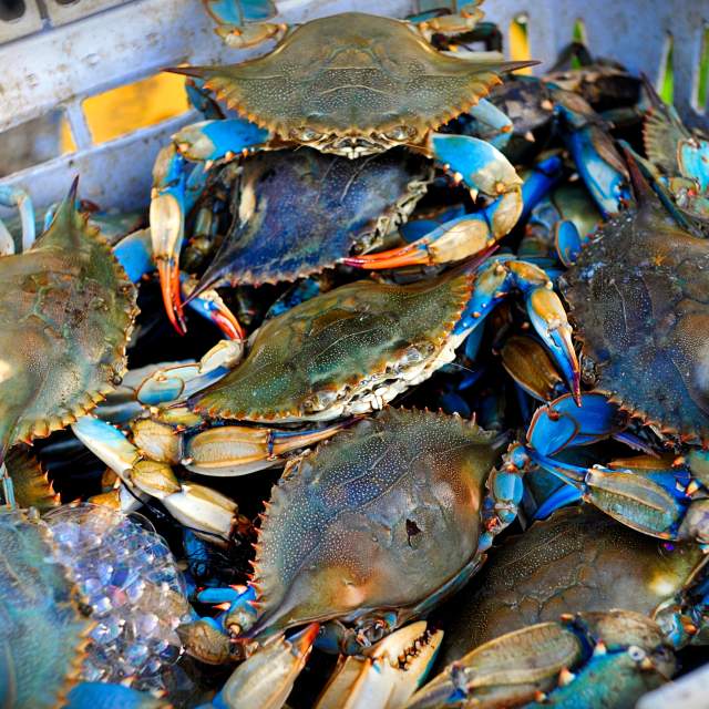 Delicious Blue Crab