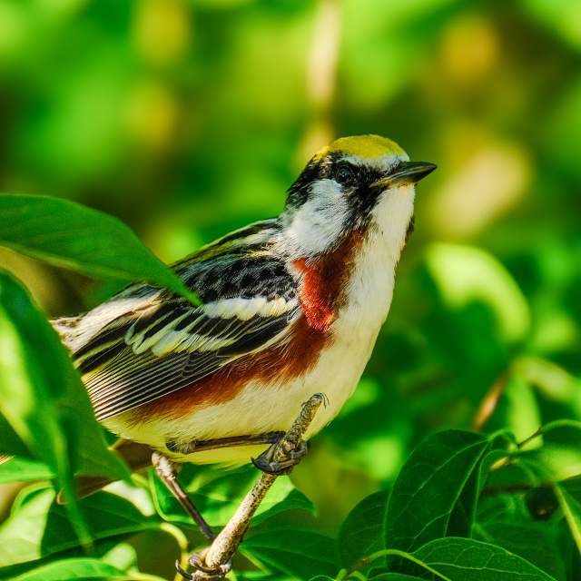 Chestnut-sided Warbler