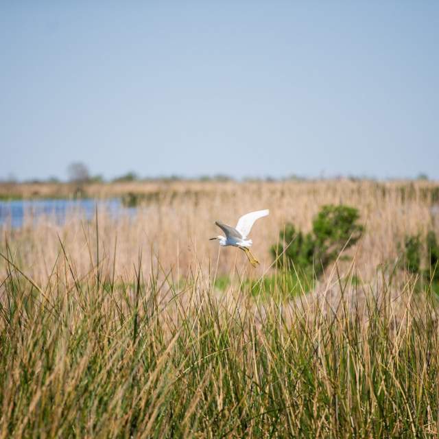 Egret on the Creole Nature Trail - Pintail Wildlife Drive