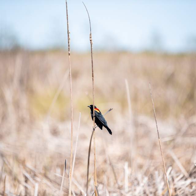 Creole Nature Trail birding