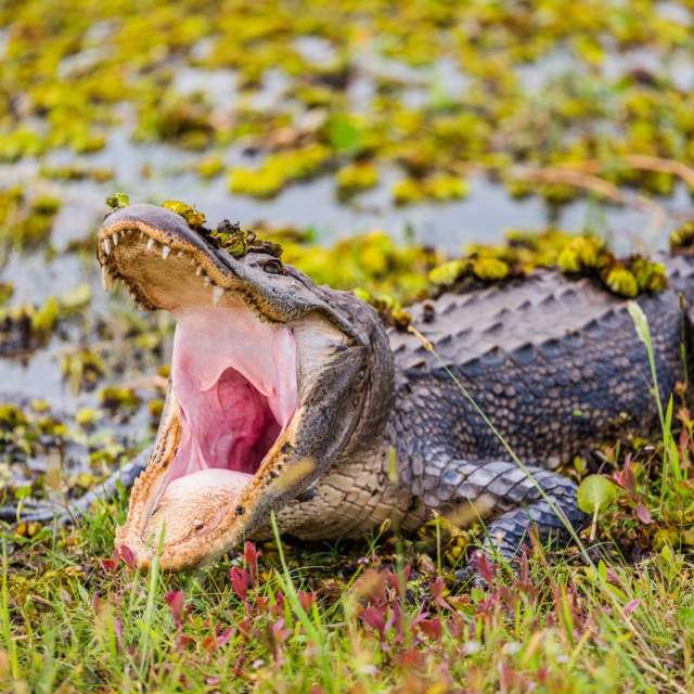 opened mouth alligator