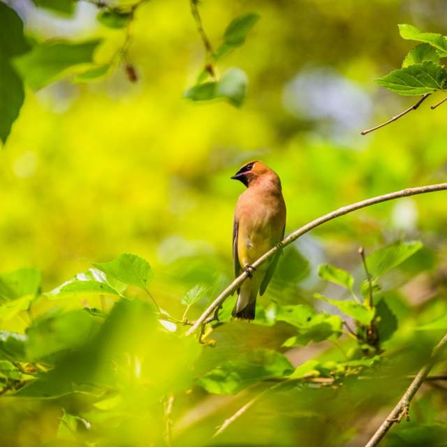 cedar waxwing perched on a branch in the peveto woods sanctuary