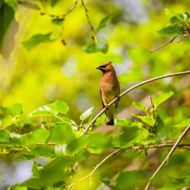 Bird at Peveto Woods Sanctuary on the CNT