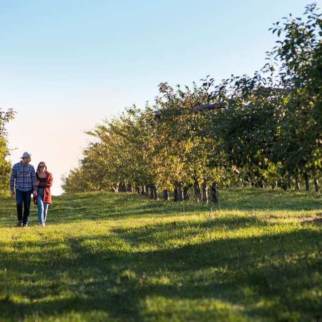Couple walking in an orchard