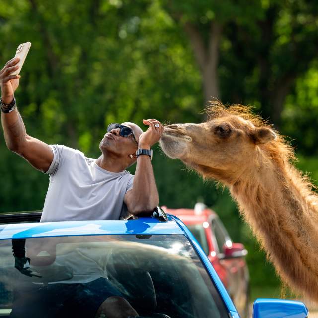 Donald Driver Commercial_Safari_1