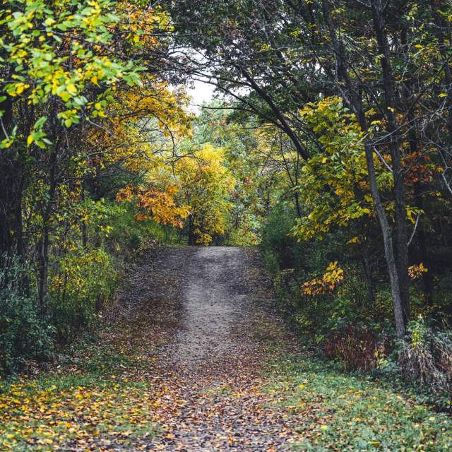 Wooded path in the Town of Lyons