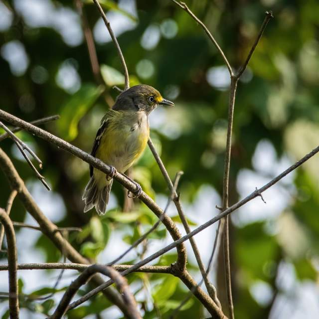 Rights approved at 2024-06-18T19:06:26.284+0000 by lando_the_magnificent