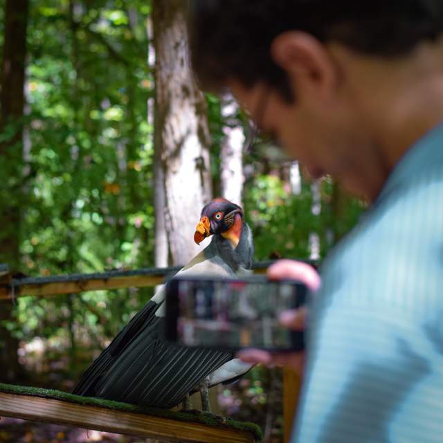 Carolina Raptor Center Vulture