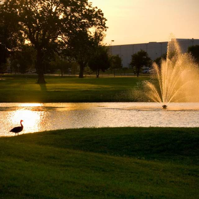 Oak Hollow Golf Course at dusk with swan by water and fountain