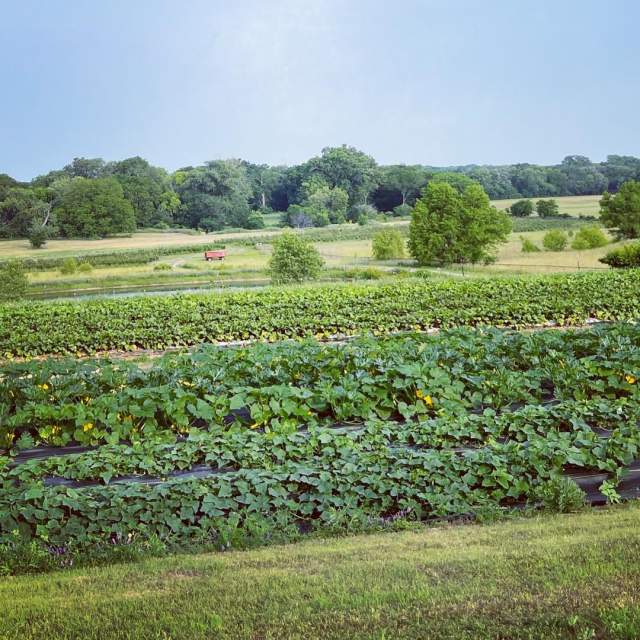 Pure Land Farm - crop fields with tree line in background
