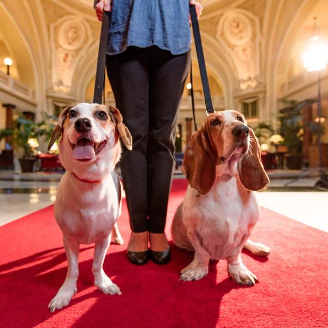 two dogs on leashes in a hotel lobby