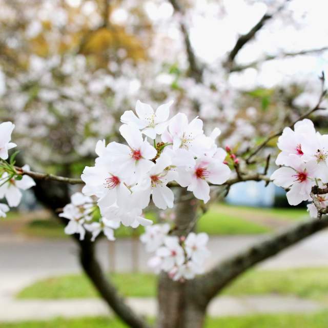 blooming tree with white flowers