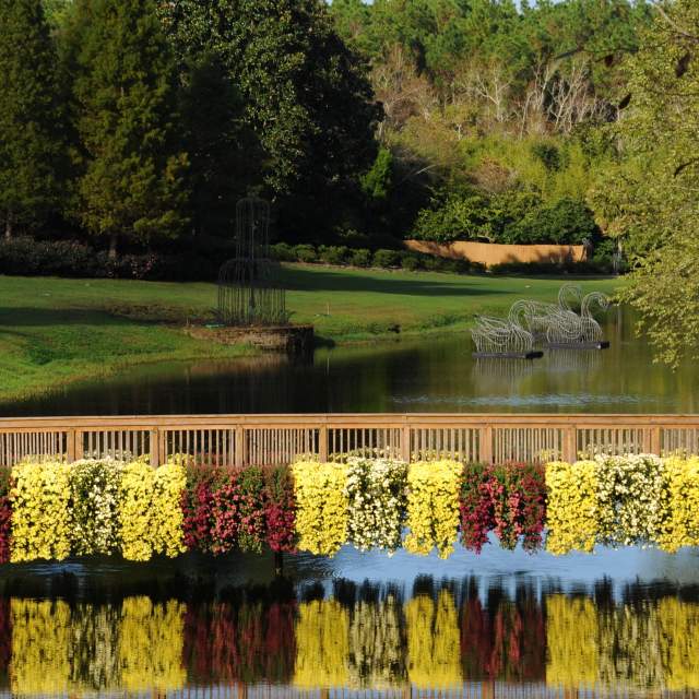 Mums cascading over a bridge over water