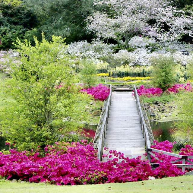 blooming azaleas around a bridge