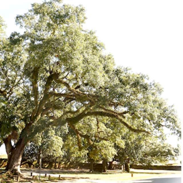 Boyington Oak Society to celebrate inaugural Boyington Oak Day
