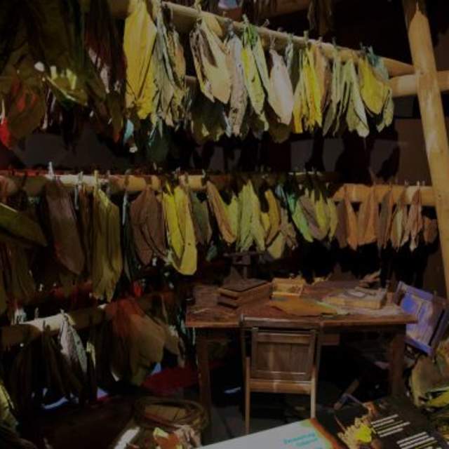 tobacco leaves hand to dry on wooden rods over a desk with cigar rolling equipment from Cuban hand-rolled cigar making