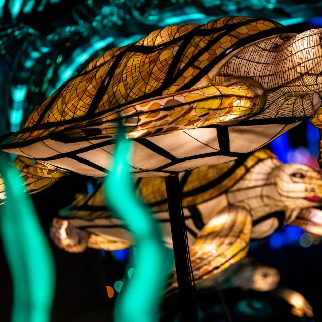 Lit up turtle displays at the Gulf Coast Chinese Lantern Festival