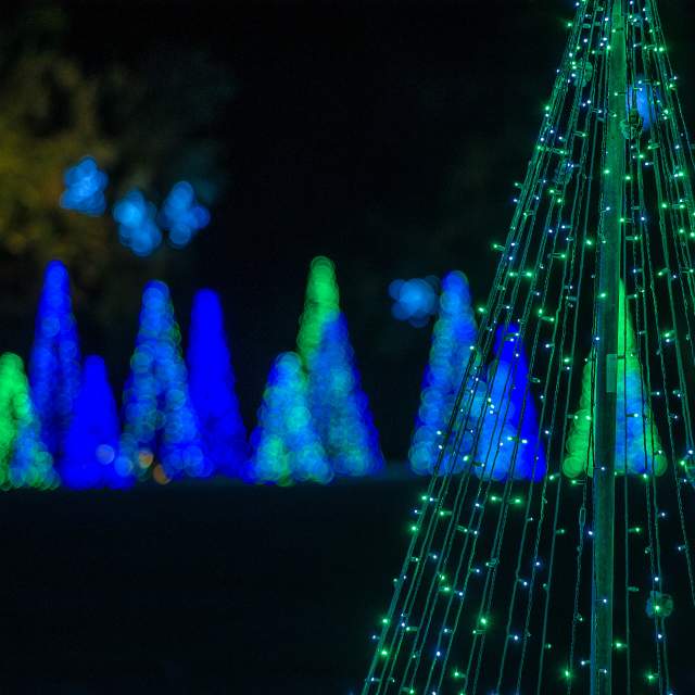 Row of Christmas trees at night