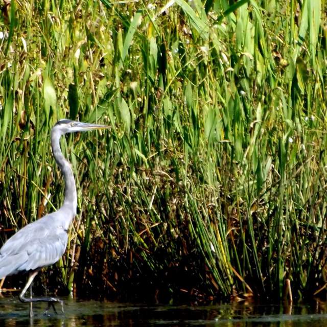 crane walking through the swamp