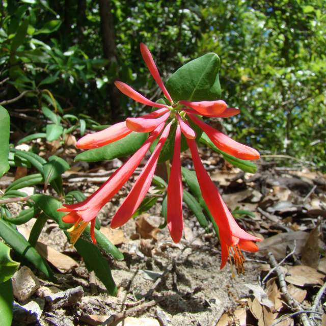 close up of a flower
