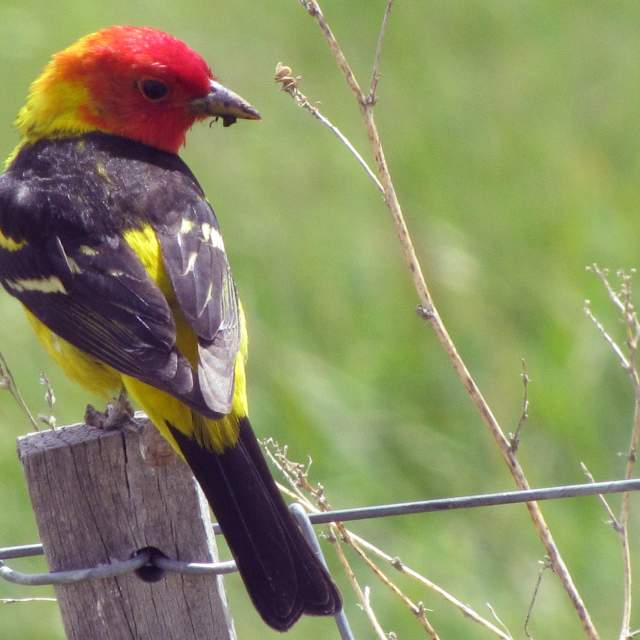 A Western Tanager perches on a fence post.