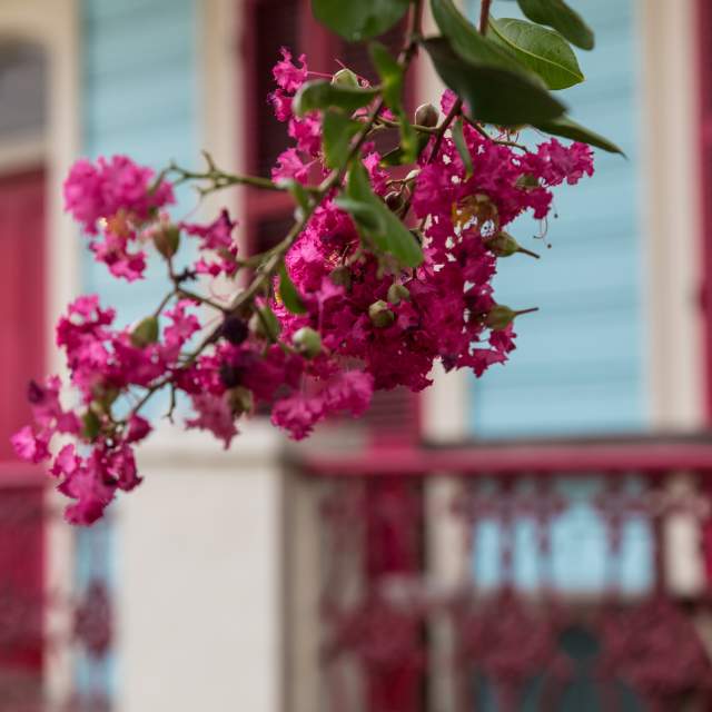 Your Guide to Finding the Most Beautiful New Orleans Flowers