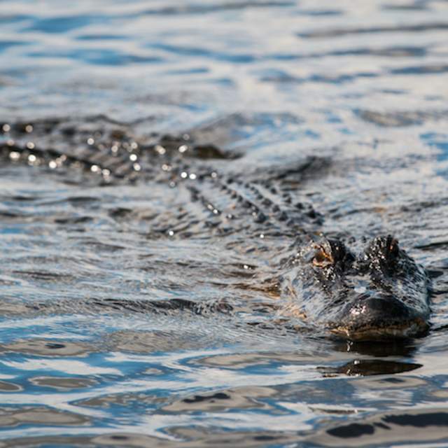 New Orleans Tours for Every Traveler