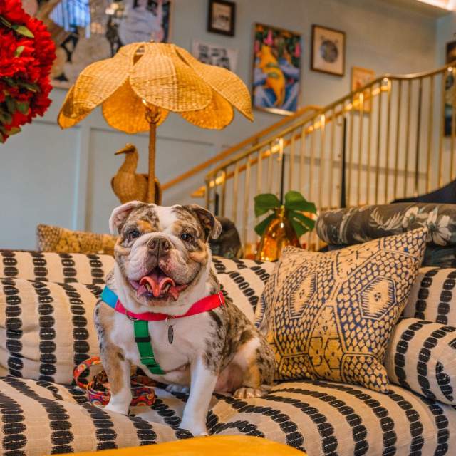 Dog-Friendly Guide to New Orleans